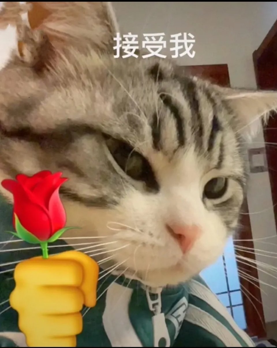 猫拿玫瑰花表情包