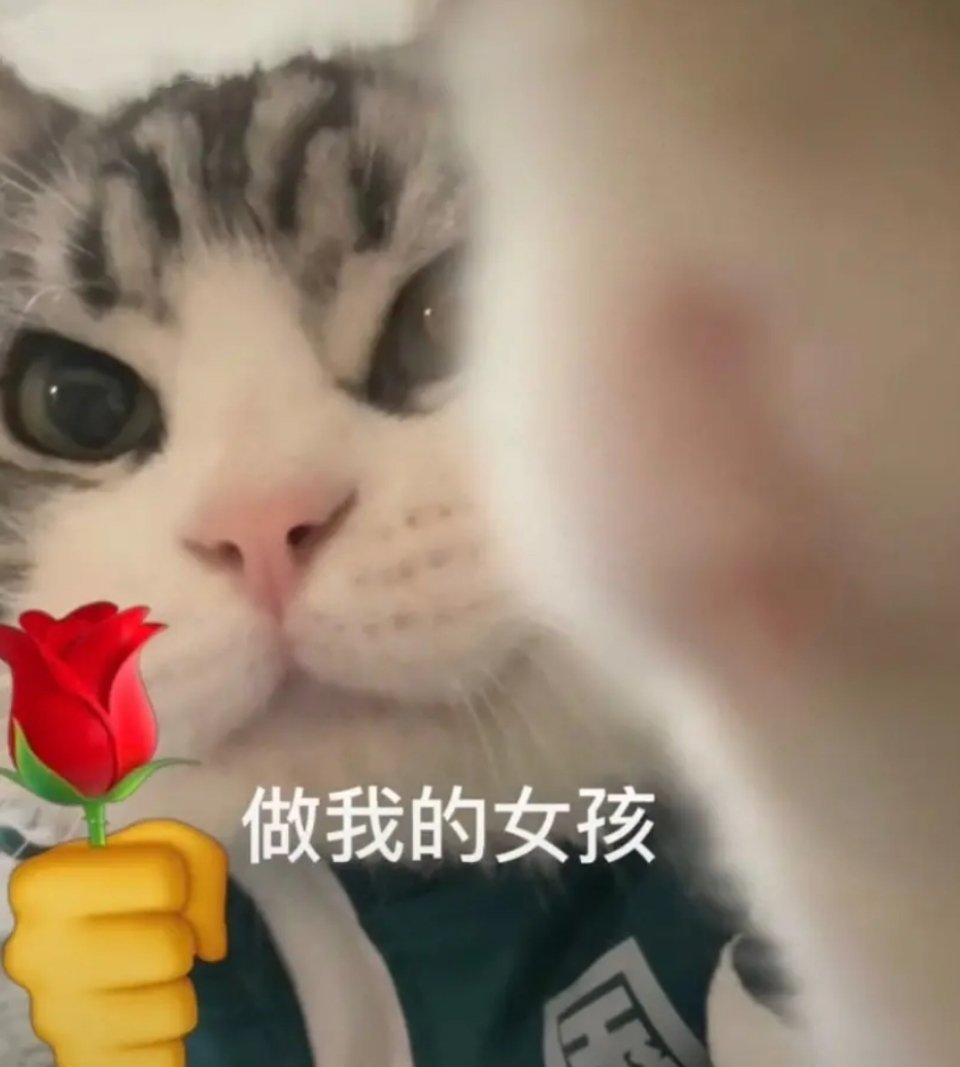 猫拿玫瑰花表情包